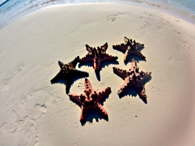 Starfishes in Candaraman sandbar